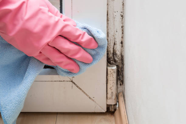 Mold Documentation for Insurance Claims in Hogansville, GA